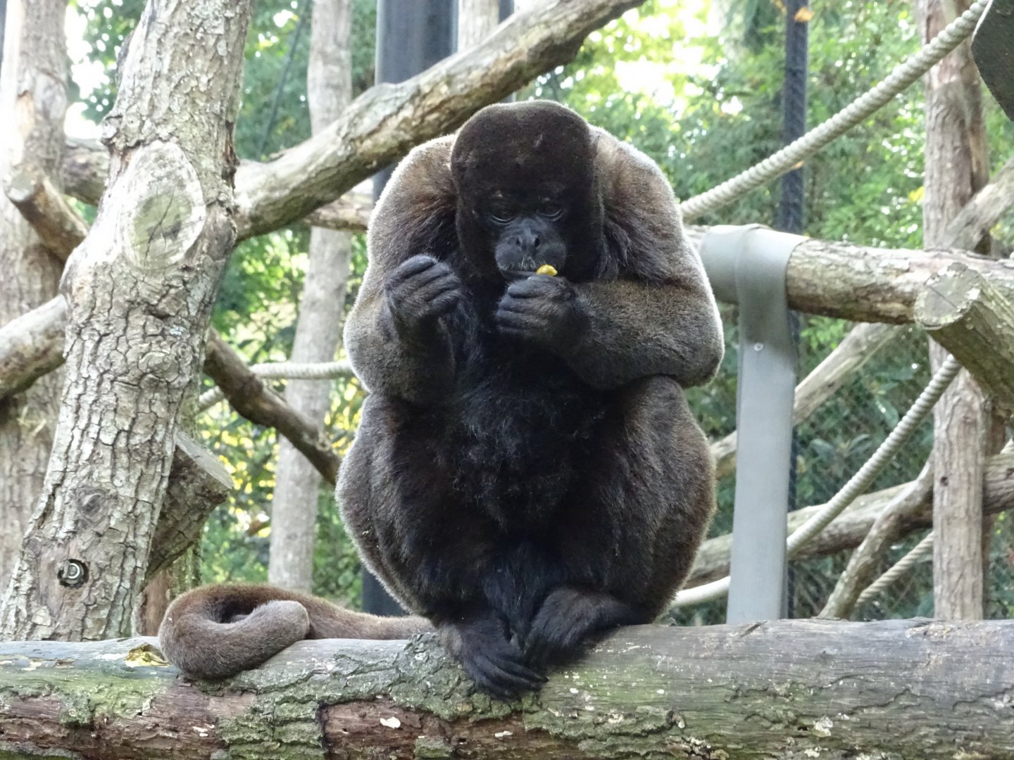 Common woolly monkey (Lagothrix lagothricha)