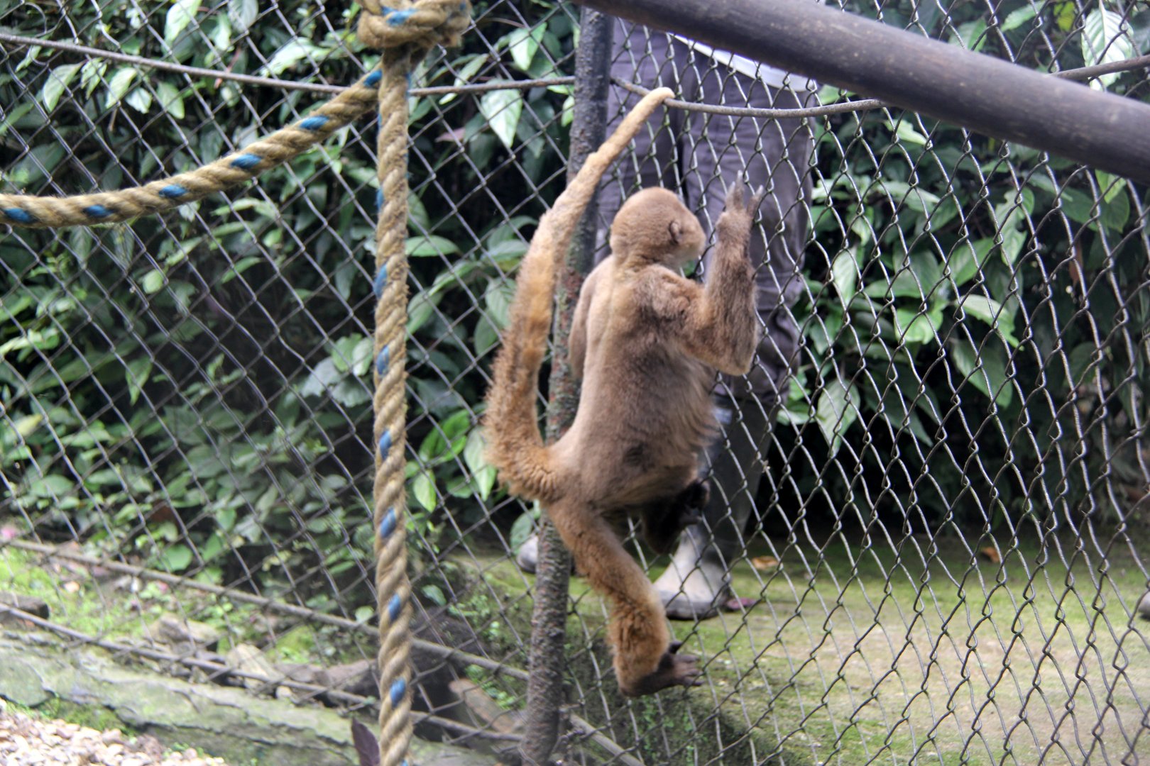 common woolly monkey, or Humboldt's woolly monkey (Lagothrix lagothricha)
