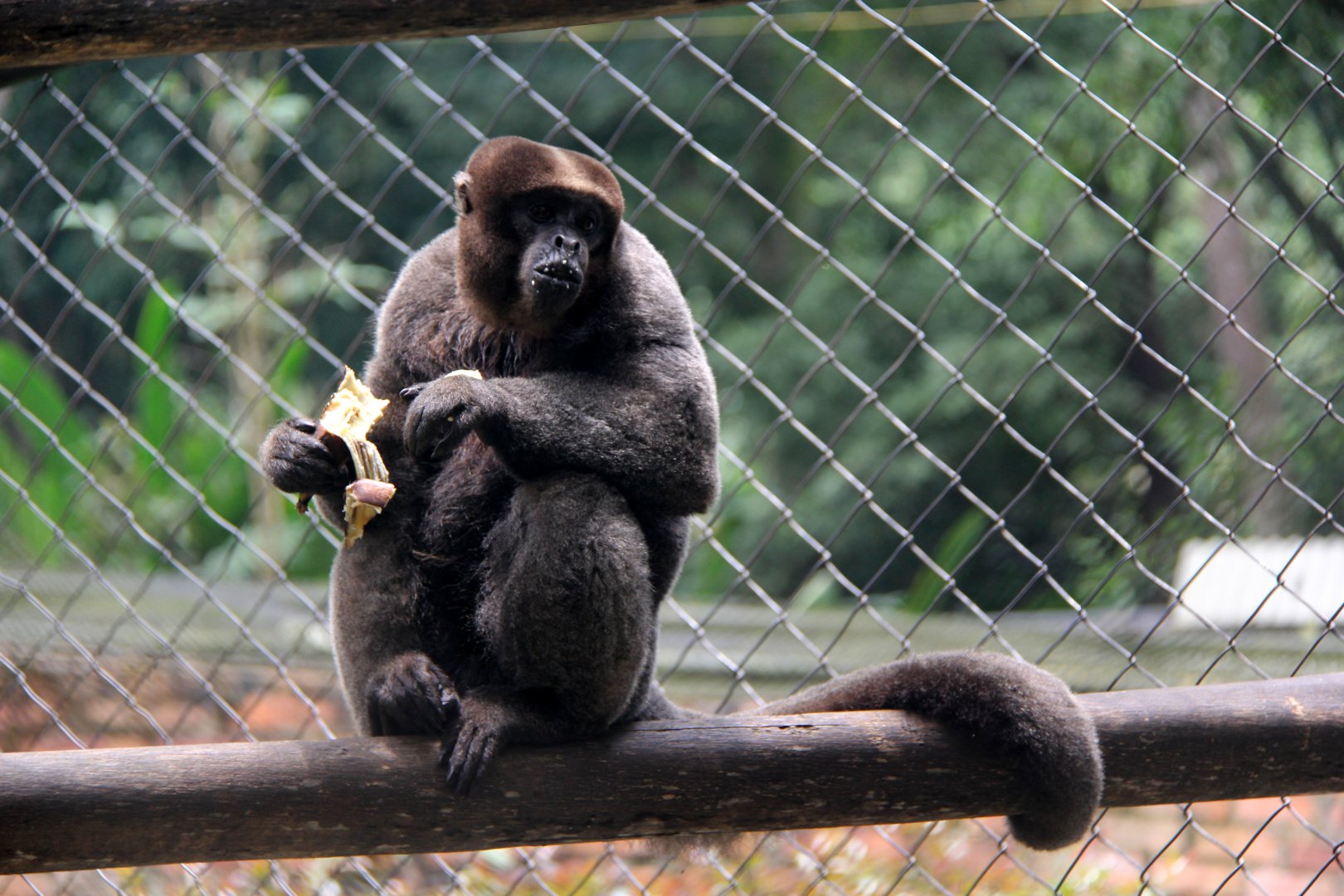 common woolly monkey, or Humboldt's woolly monkey (Lagothrix lagothricha)