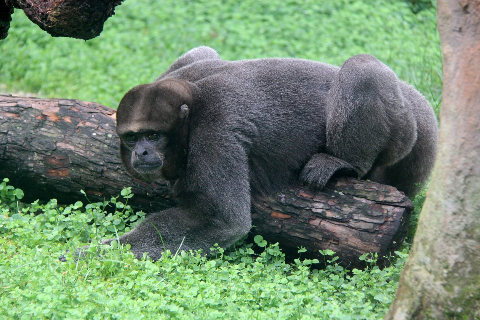 common woolly monkey, or Humboldt's woolly monkey (Lagothrix lagothricha)