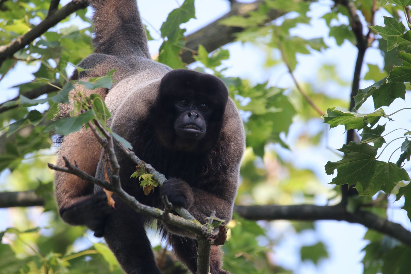 Common woolly monkey