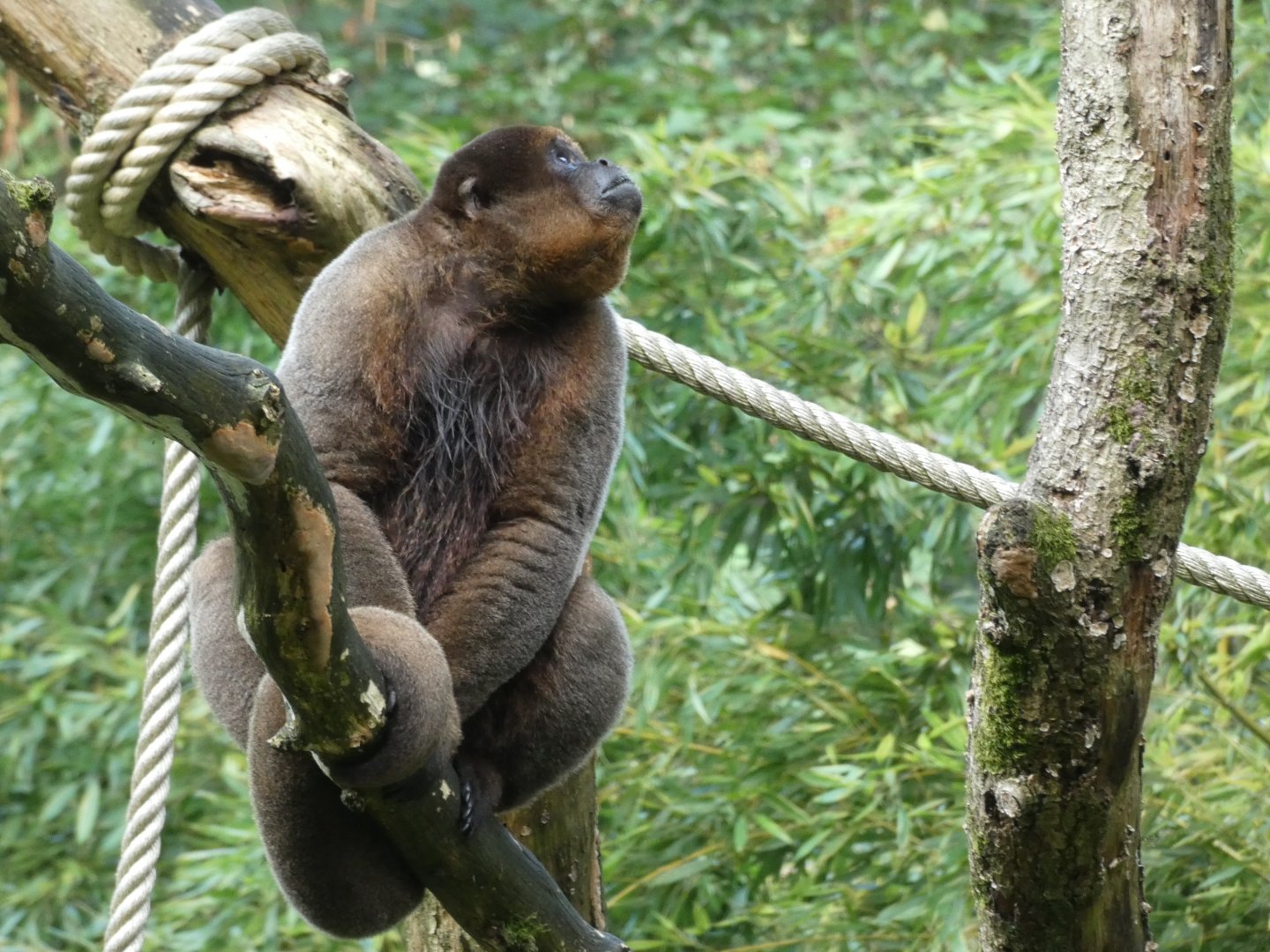 Common Woolly Monkey