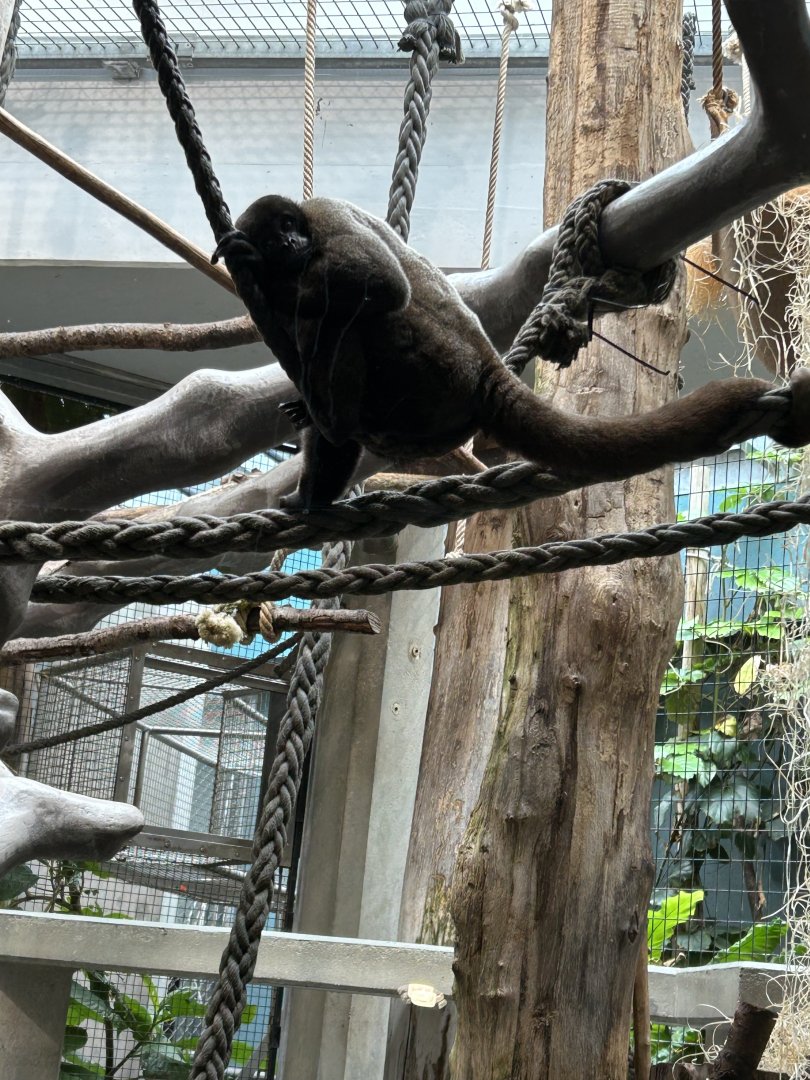 Common woolly monkey