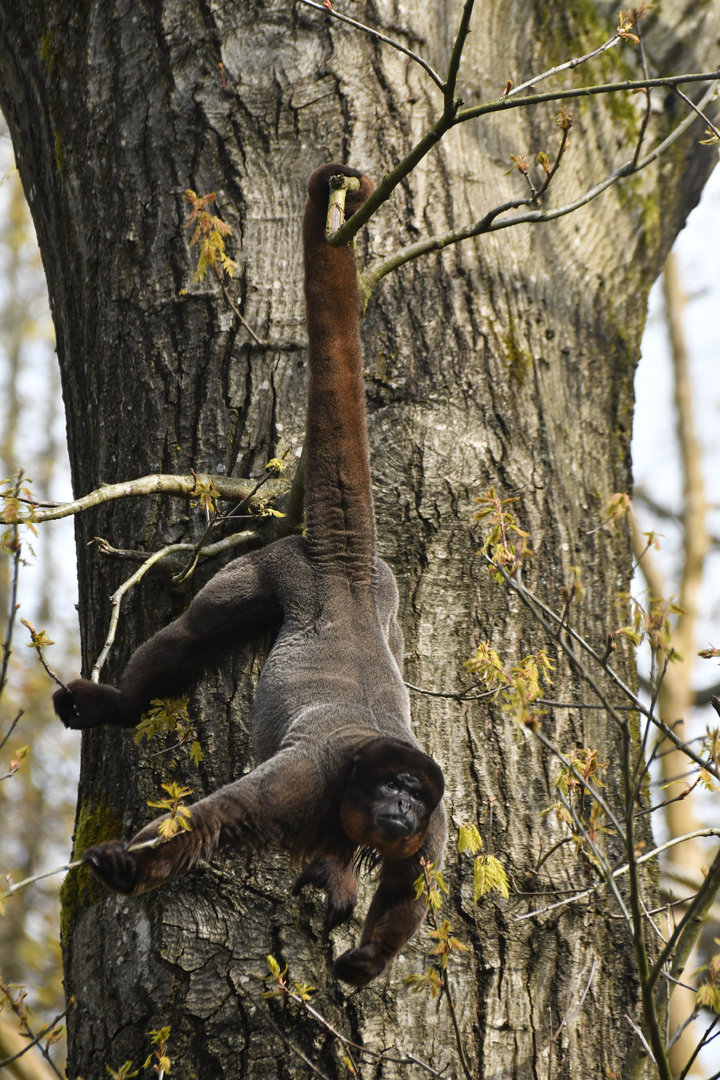 Common wooly monkey (Lagothrix lagotricha)