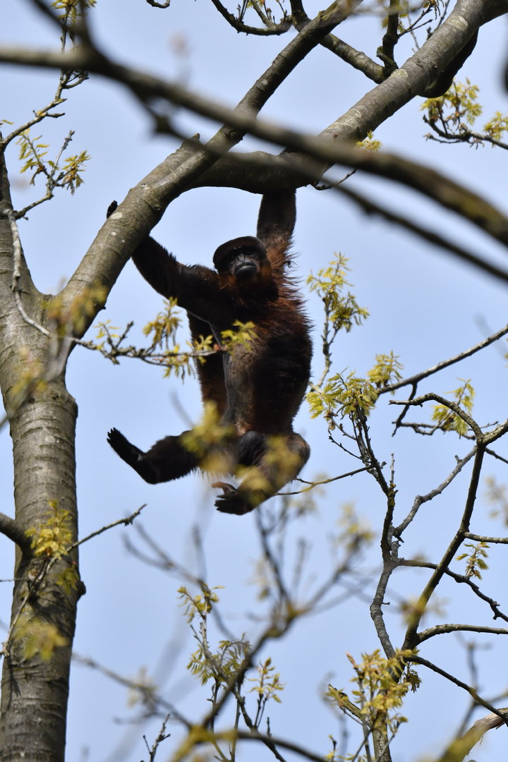 Common wooly monkey (Lagothrix lagotricha)