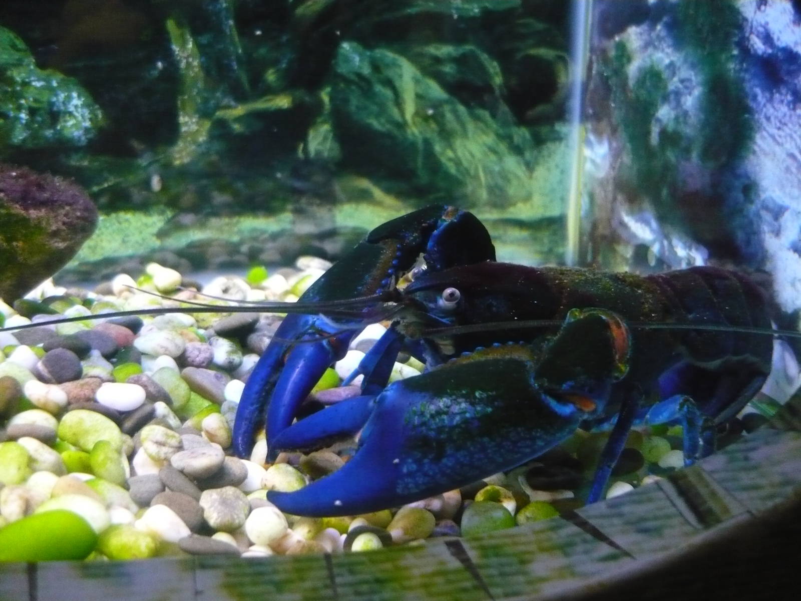 Common yabby (Cherax destructor)