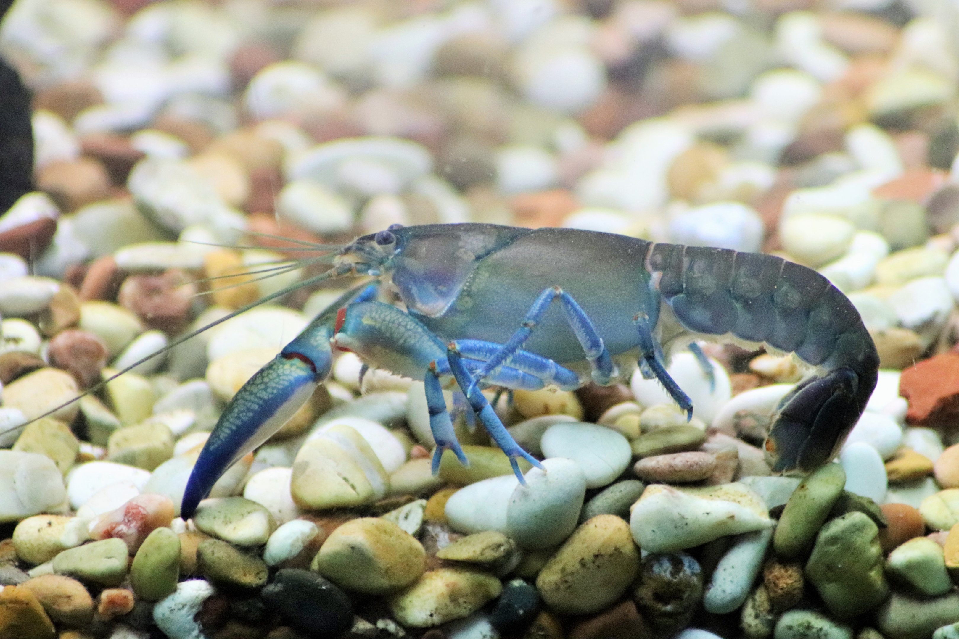 Common Yabby (Cherax destructor)