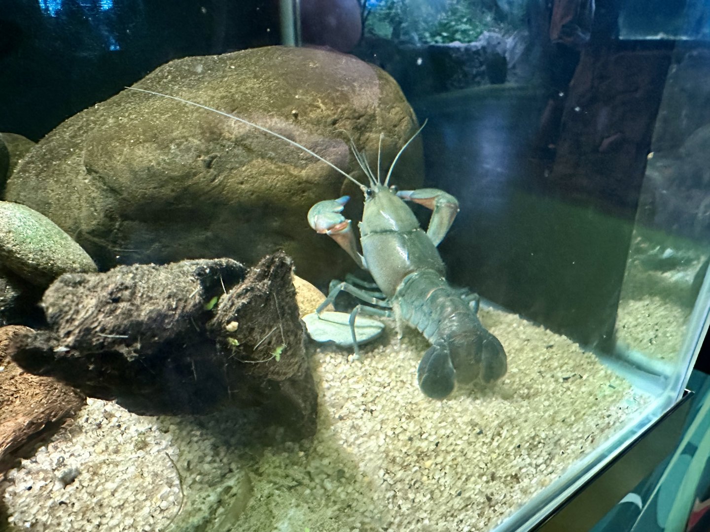 Common yabby (Cherax destructor)