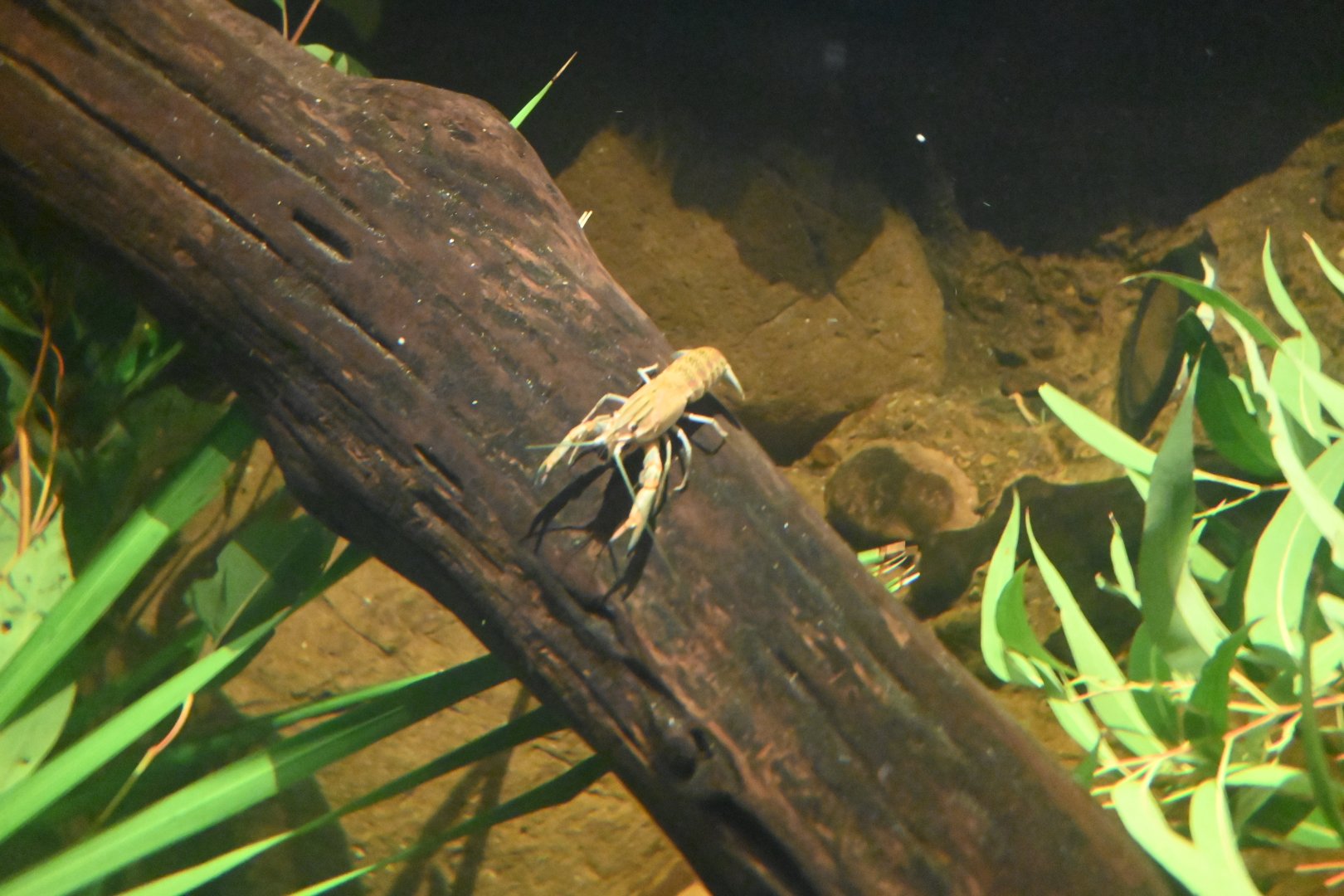 Common Yabby