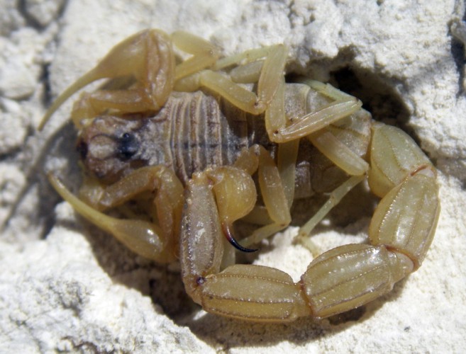 Common Yellow Scorpion (Buthus occitanus)