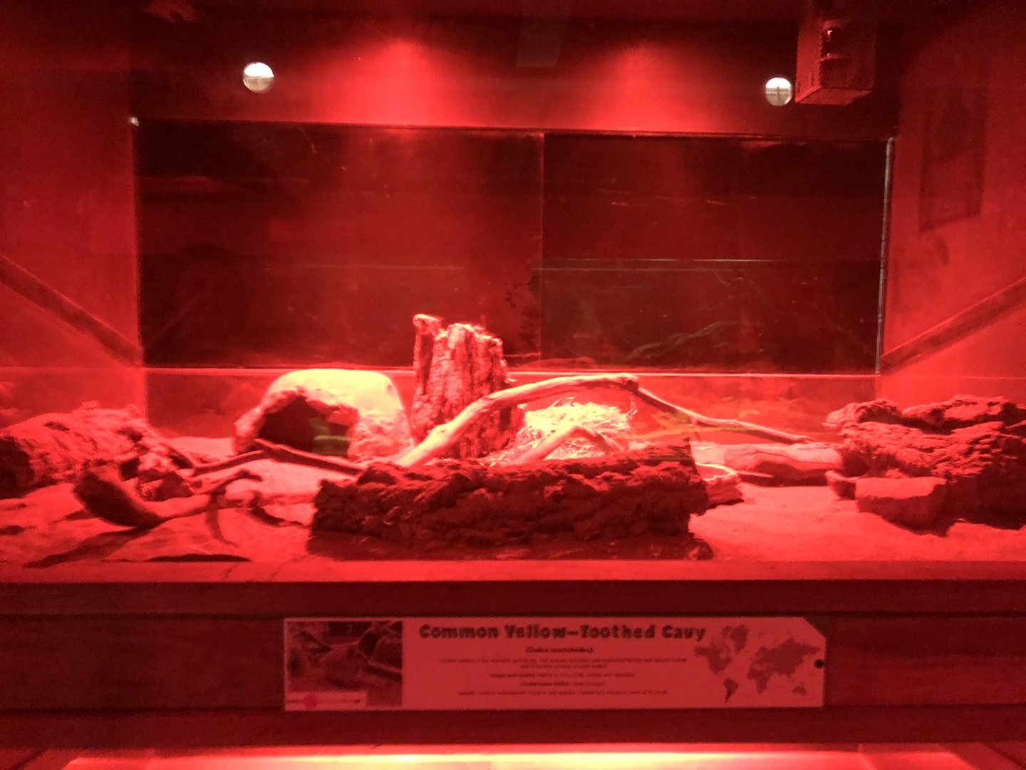 Common Yellow-toothed Cavy Enclosure at Cannon Hall Farm (September 2023)