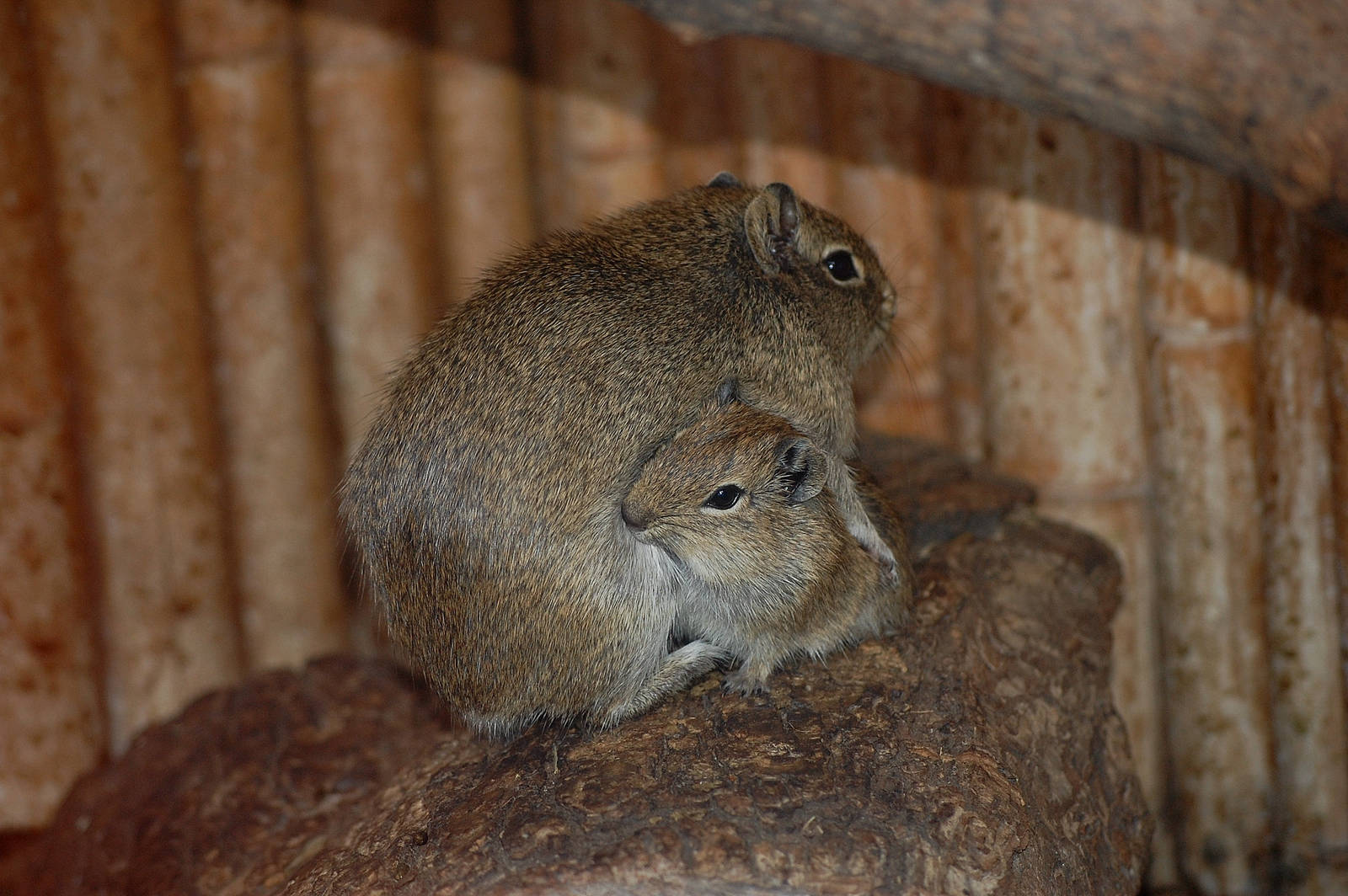 Common yellow-toothed cavy