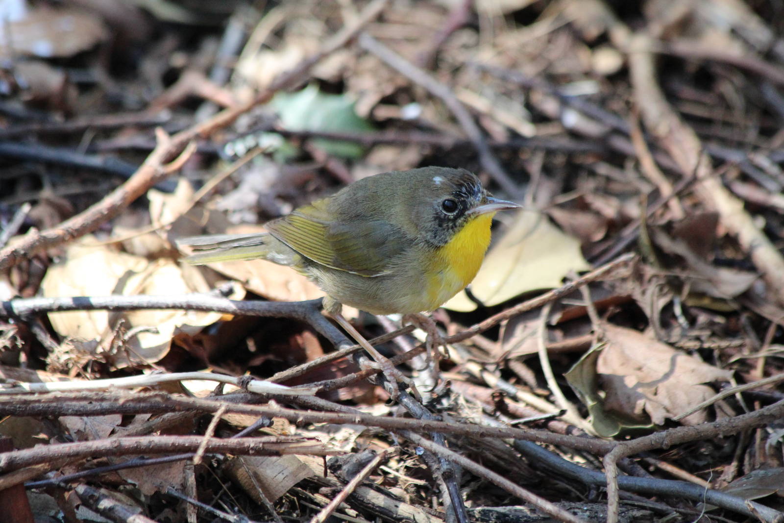 Common Yellowthroat - Apr 2014