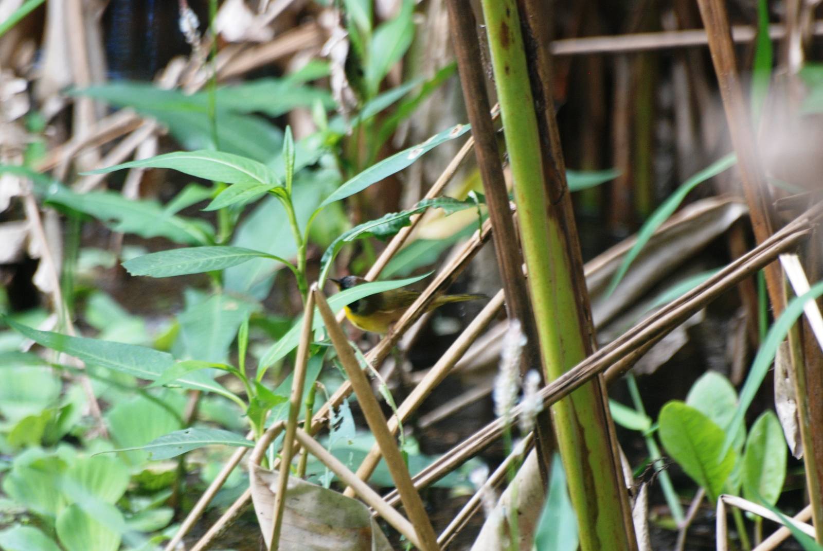 Common Yellowthroat, Corkscrew Swamp Sanctuary, October 2013