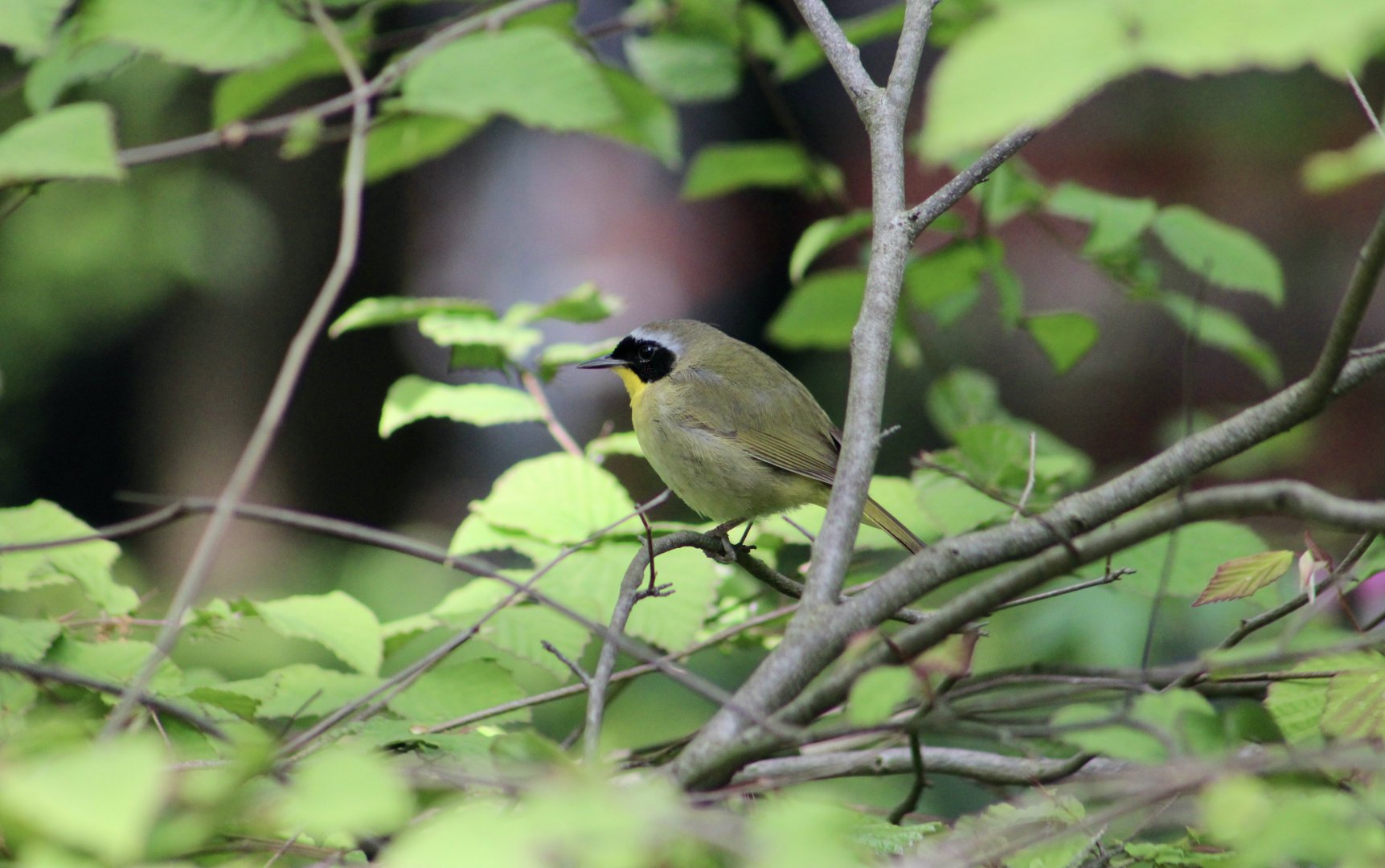 Common Yellowthroat (Geothlypis trichas trichas) in Central Park
