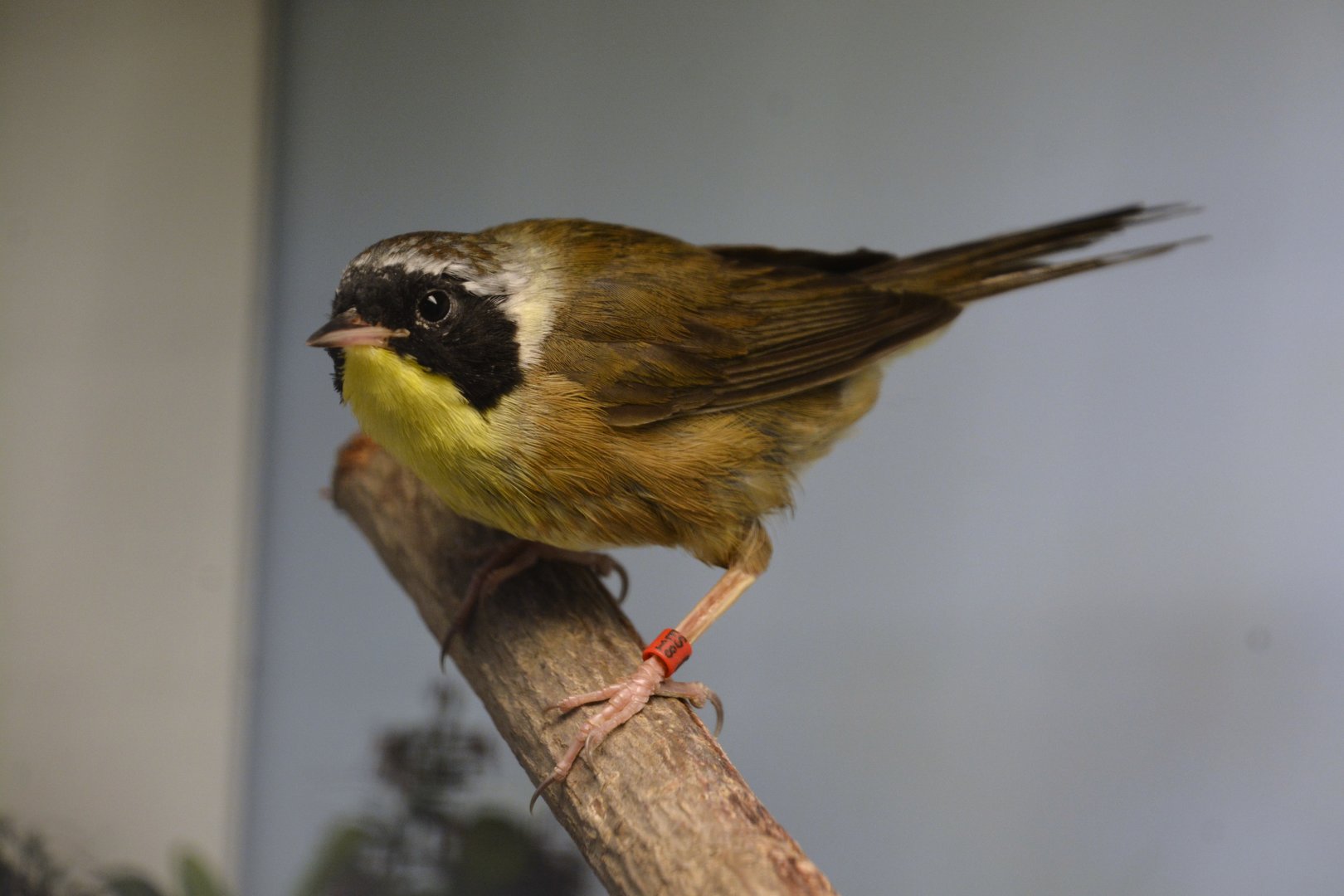 Common yellowthroat (Geothlypis trichas)