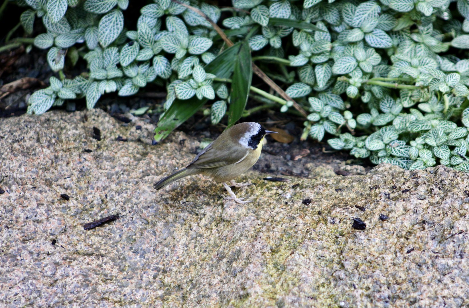 Common Yellowthroat (Geothlypis trichas)