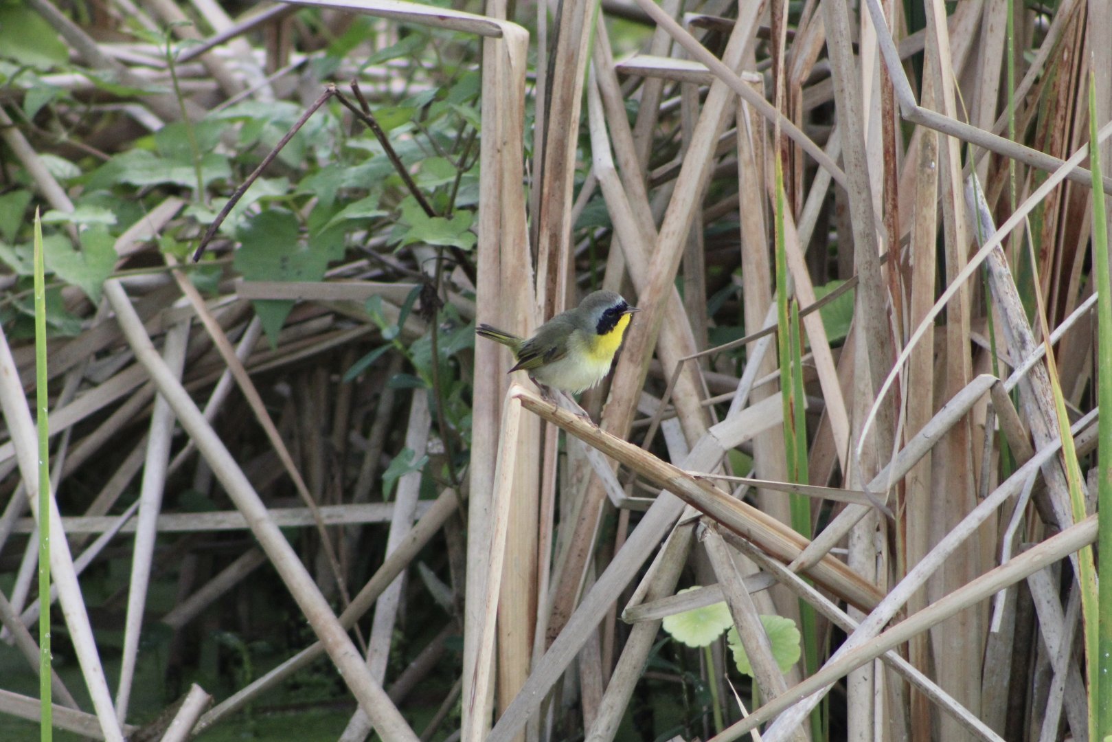 Common Yellowthroat (Geothlypis trichas)