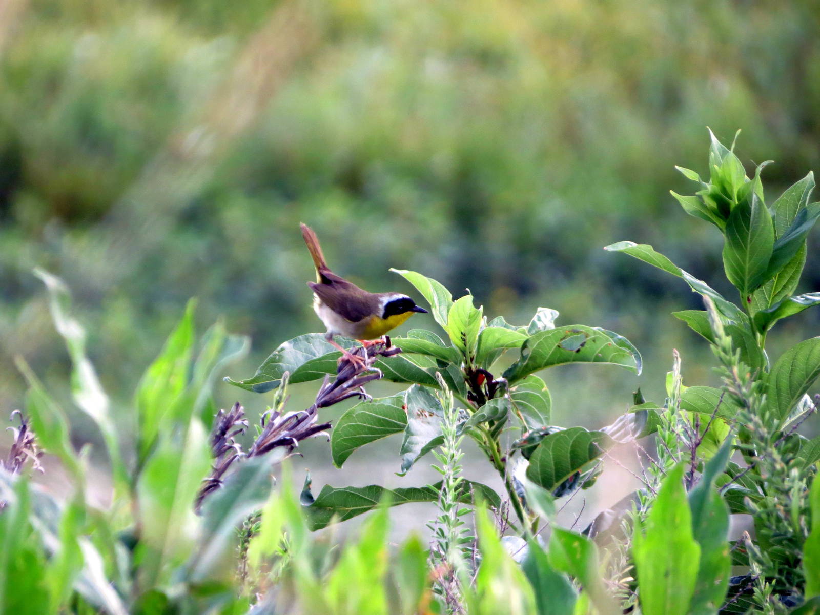 Common Yellowthroat