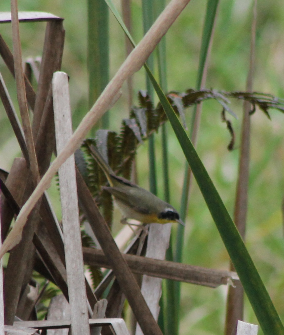 Common yellowthroat