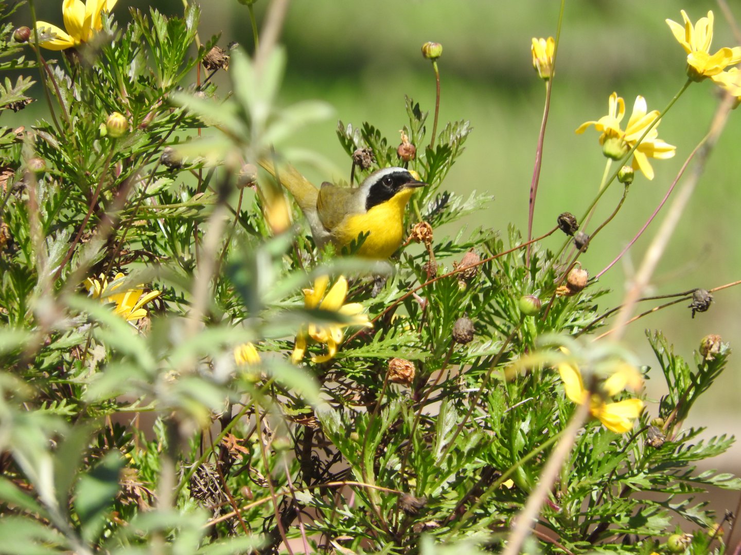 Common Yellowthroat