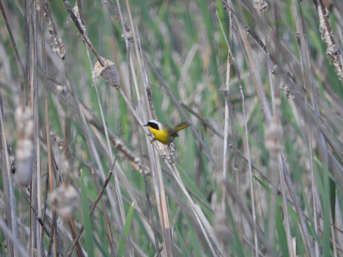 Common Yellowthroat