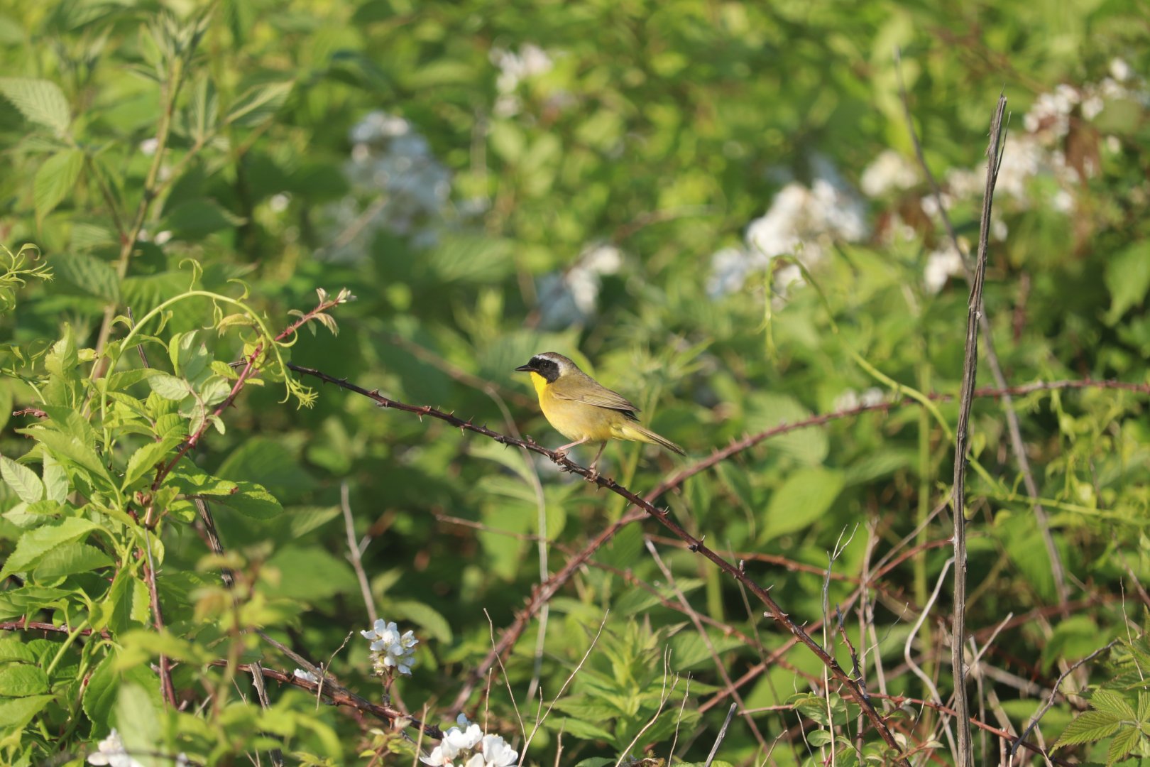 Common Yellowthroat