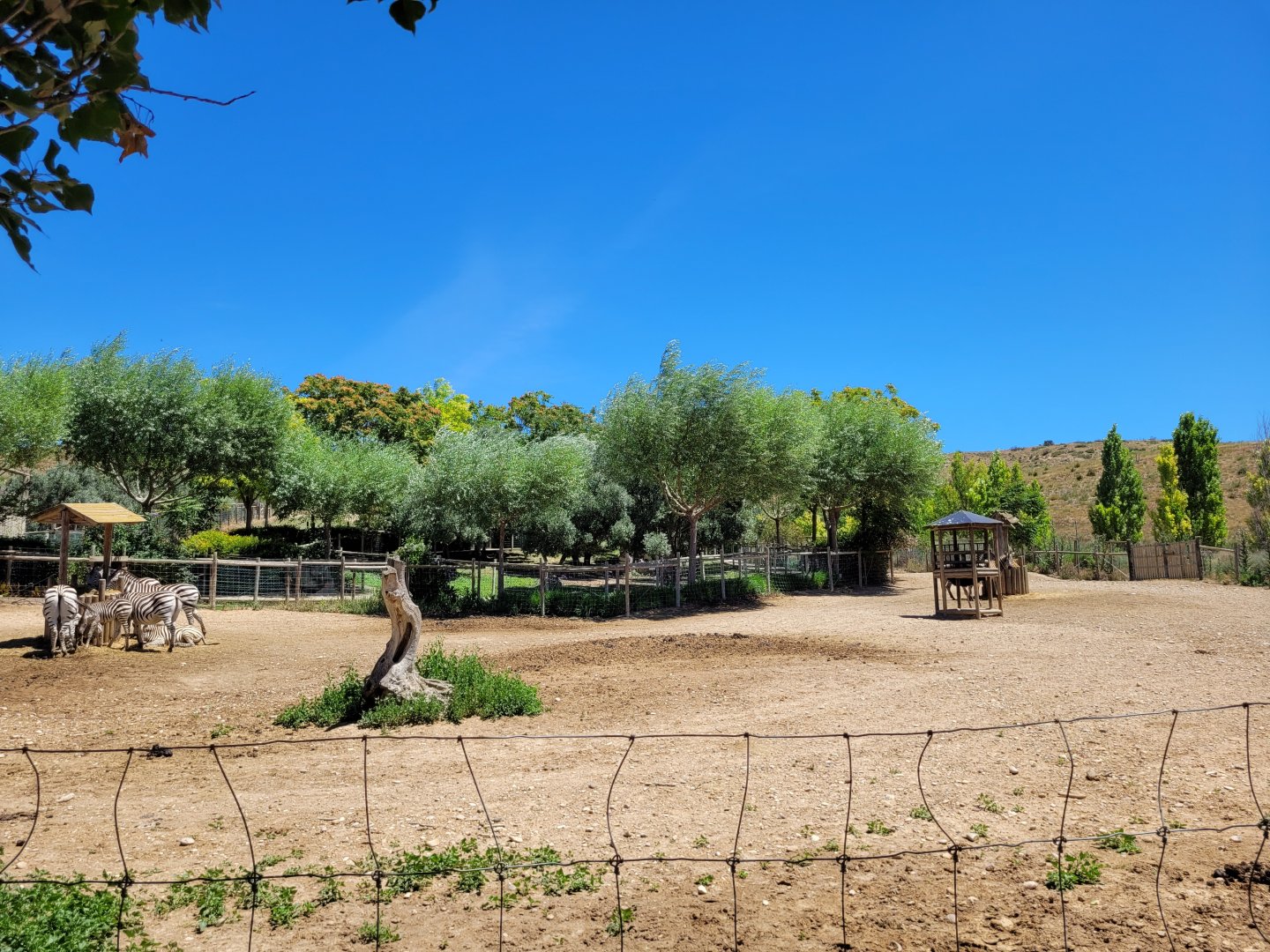 Common zebra and Common ostrich exhibit -Sendaviva (2024)