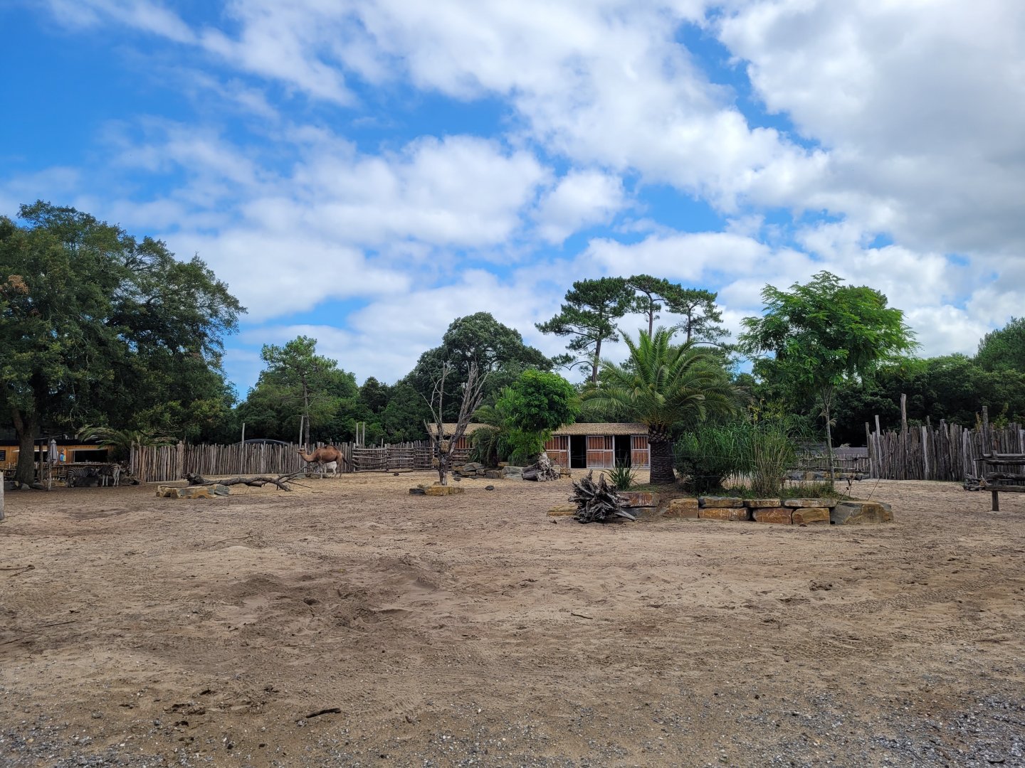 Common zebra, Dromedary, Dwarf zebu and Helmeted guineafowl exhibit -Zoo de Labenne (2024)