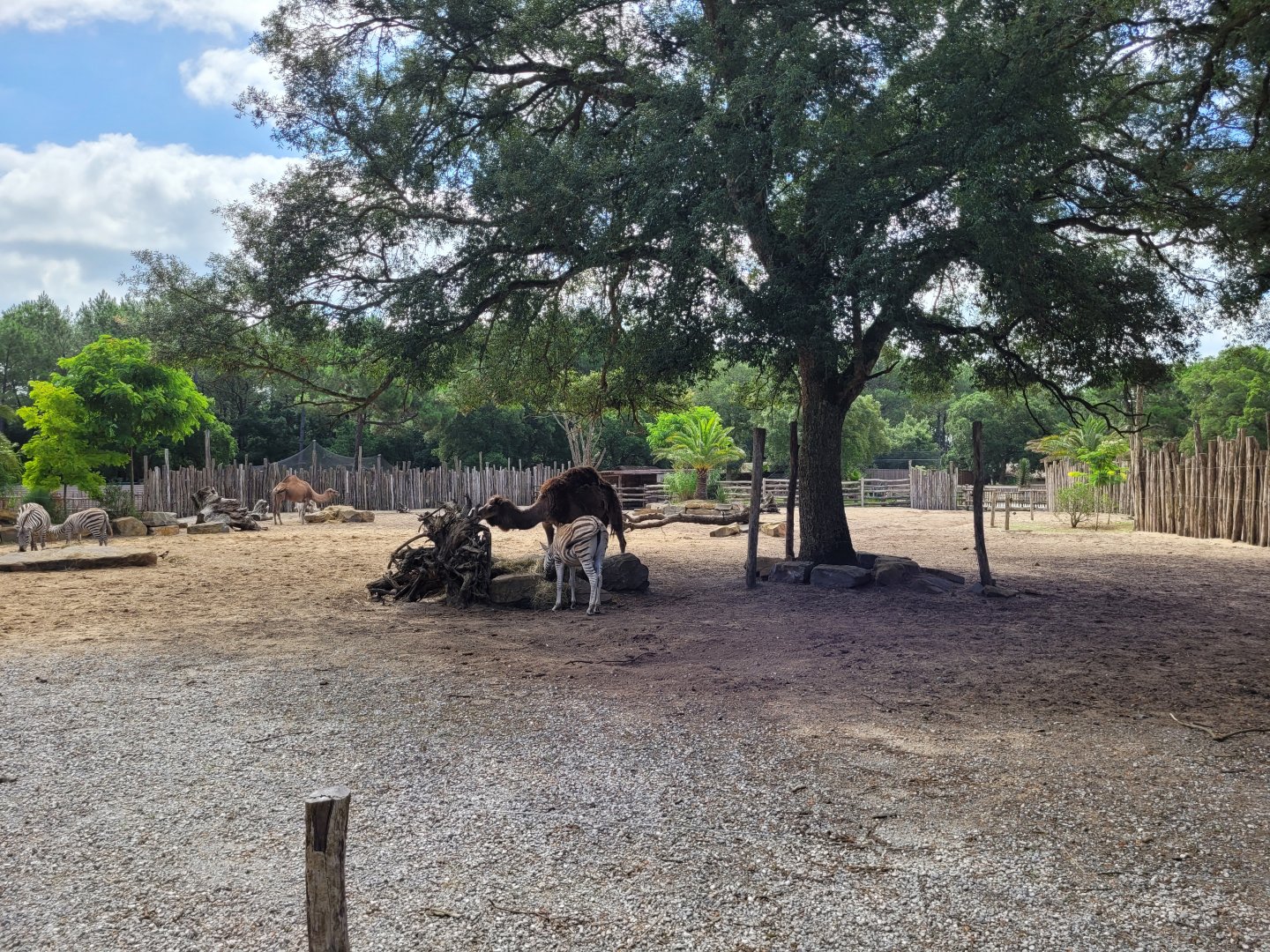 Common zebra, Dromedary, Dwarf zebu and Helmeted guineafowl exhibit -Zoo de Labenne (2024)