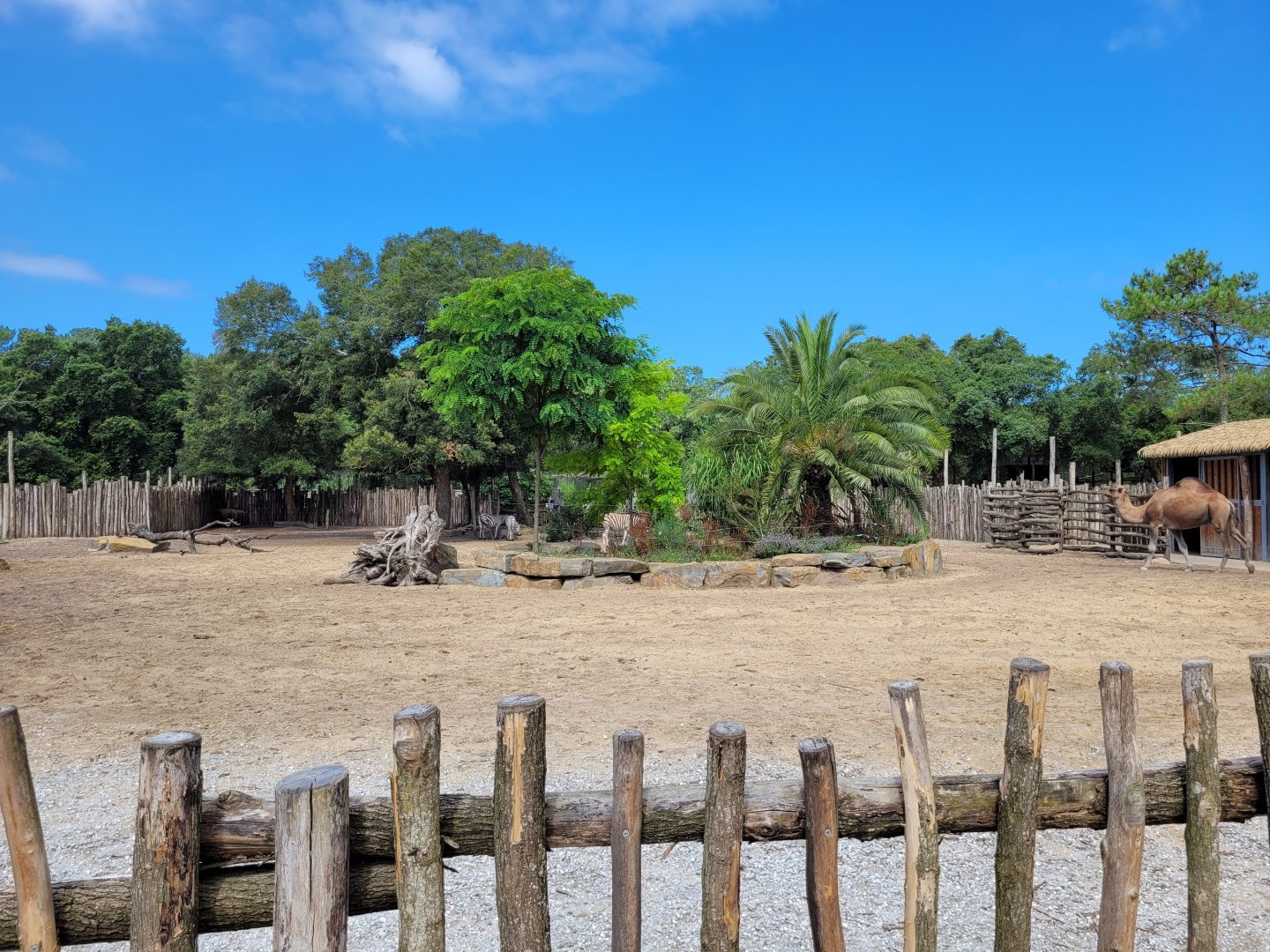 Common zebra, Dromedary, Dwarf zebu and Helmeted guineafowl exhibit -Zoo de Labenne (2024)