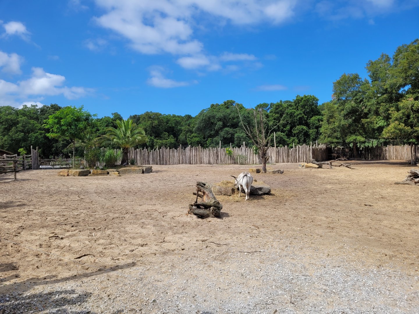 Common zebra, Dromedary, Dwarf zebu and Helmeted guineafowl exhibit -Zoo de Labenne (2024)