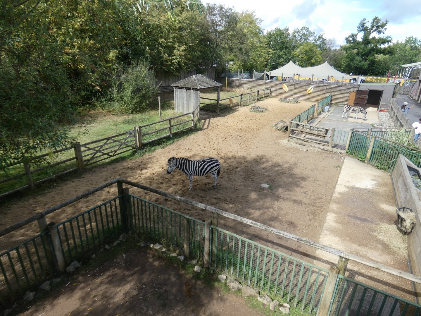 Common zebra enclosure