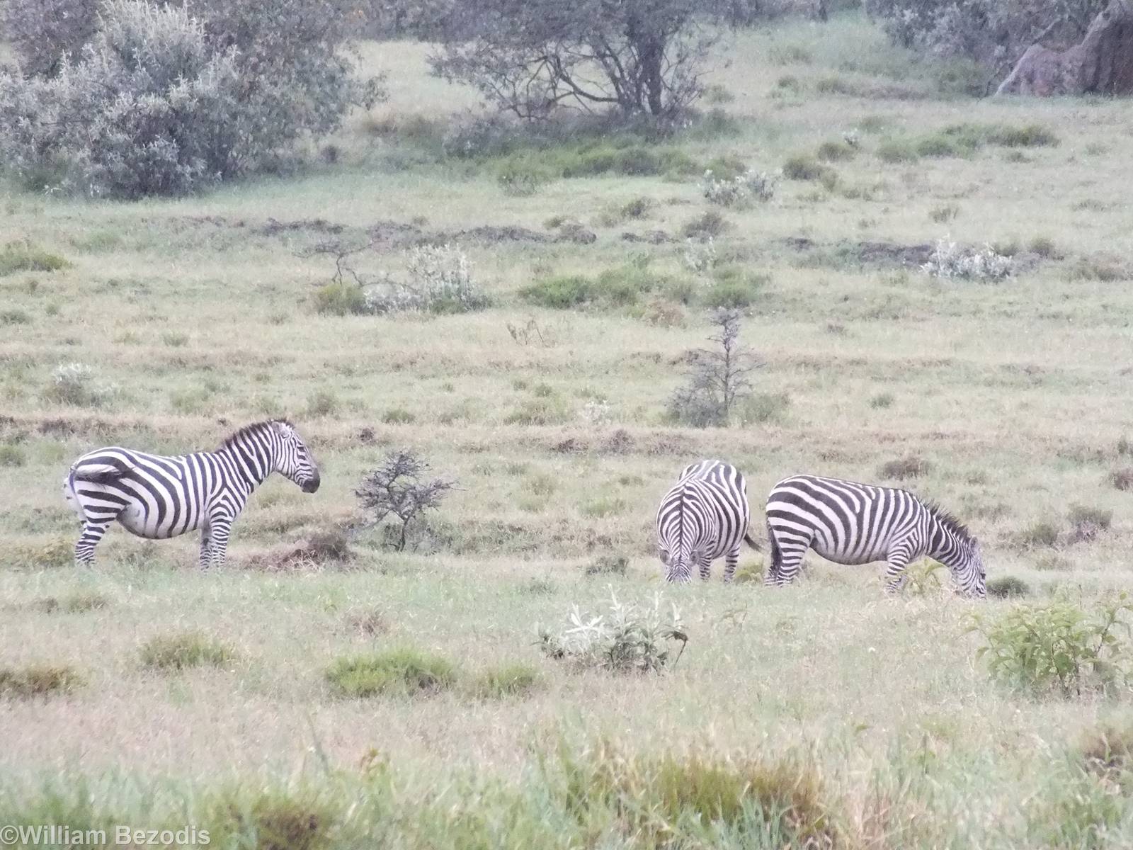 Common Zebra - Hell's Gate National Park