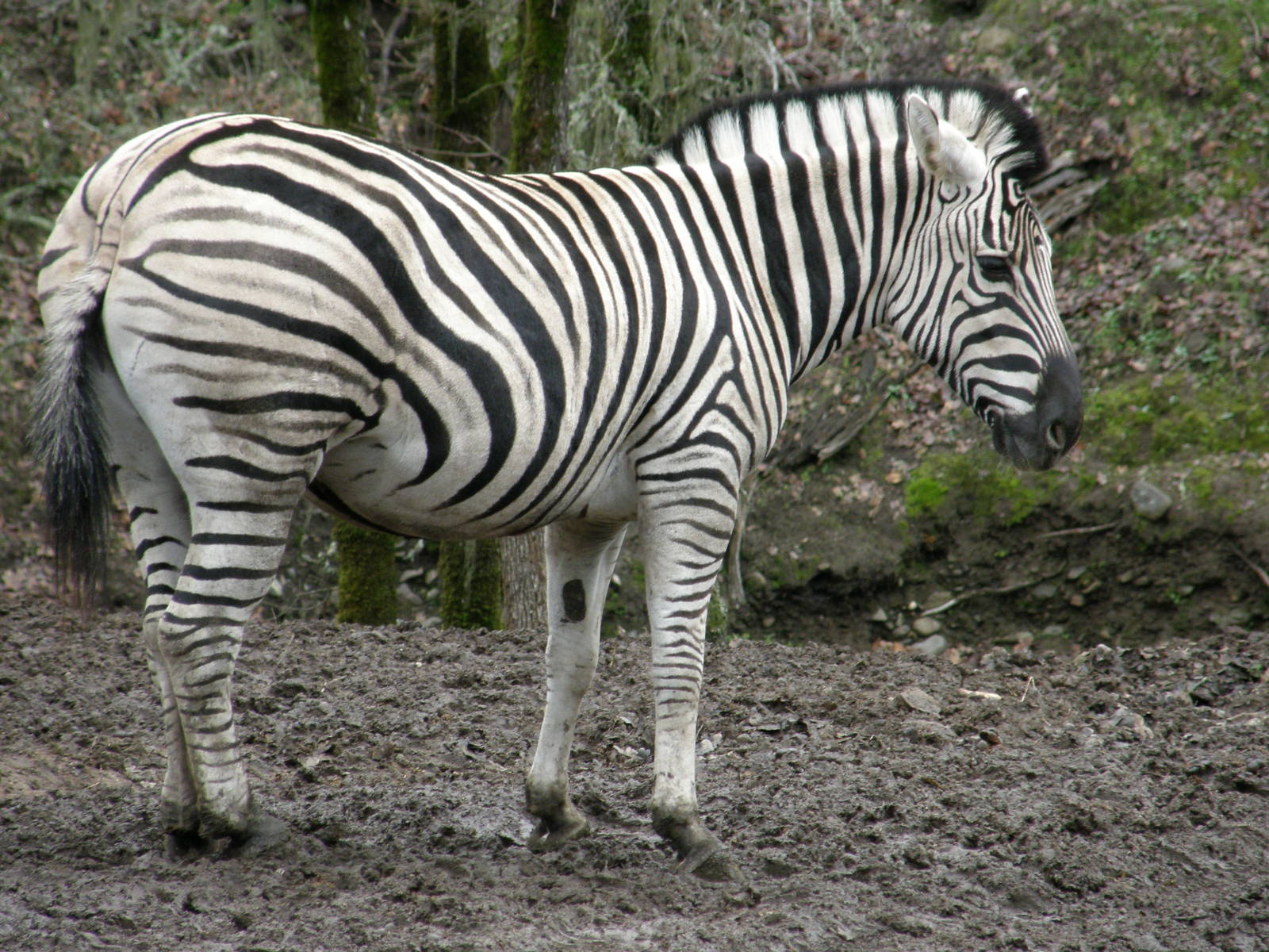 common zebra