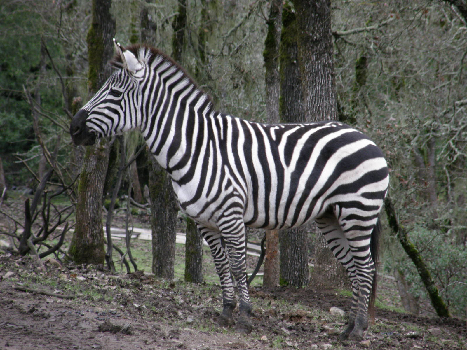 common zebra