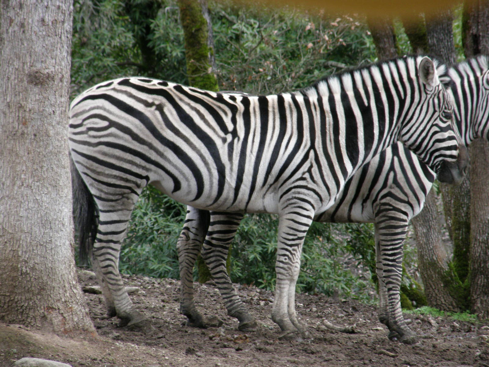 common zebra