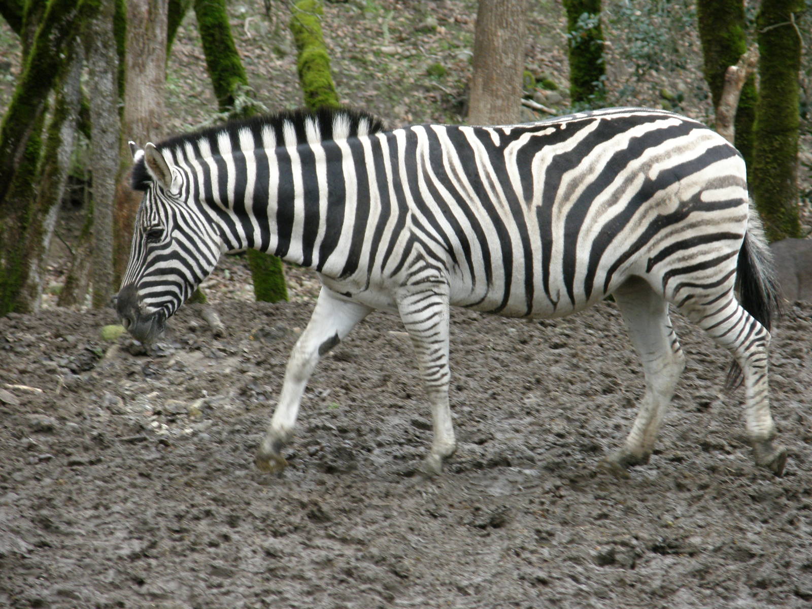 common zebra