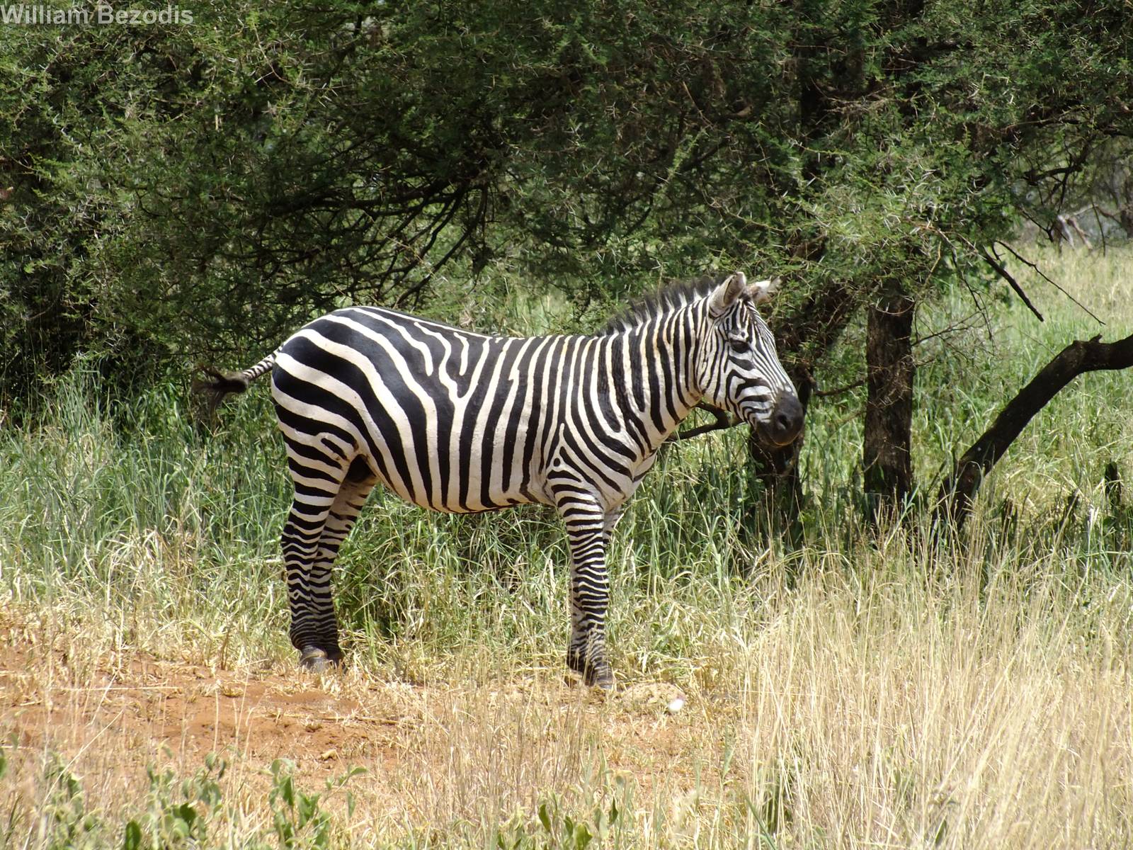 Common Zebra