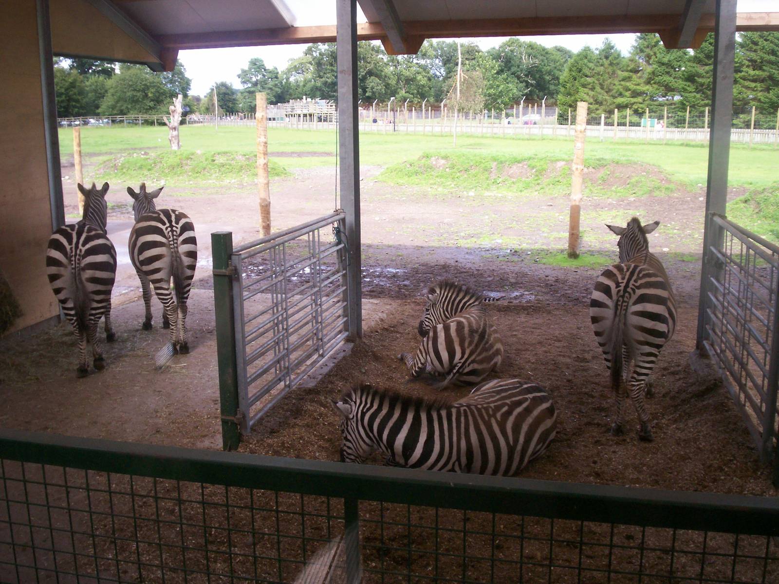 Common zebra