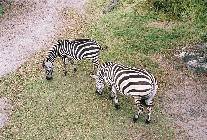 Common Zebra