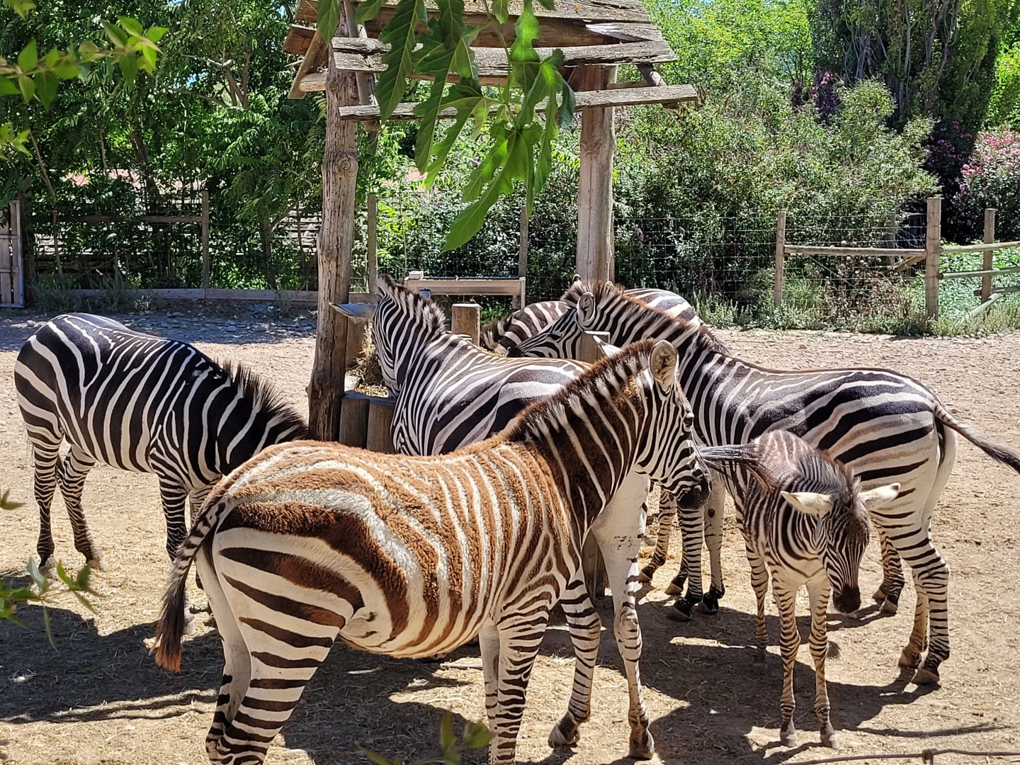 Common zebras -Sendaviva (2024)