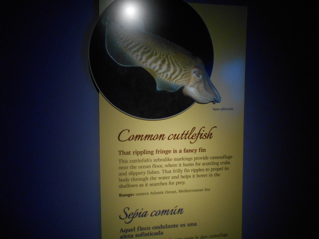 common_cuttlefish_sign