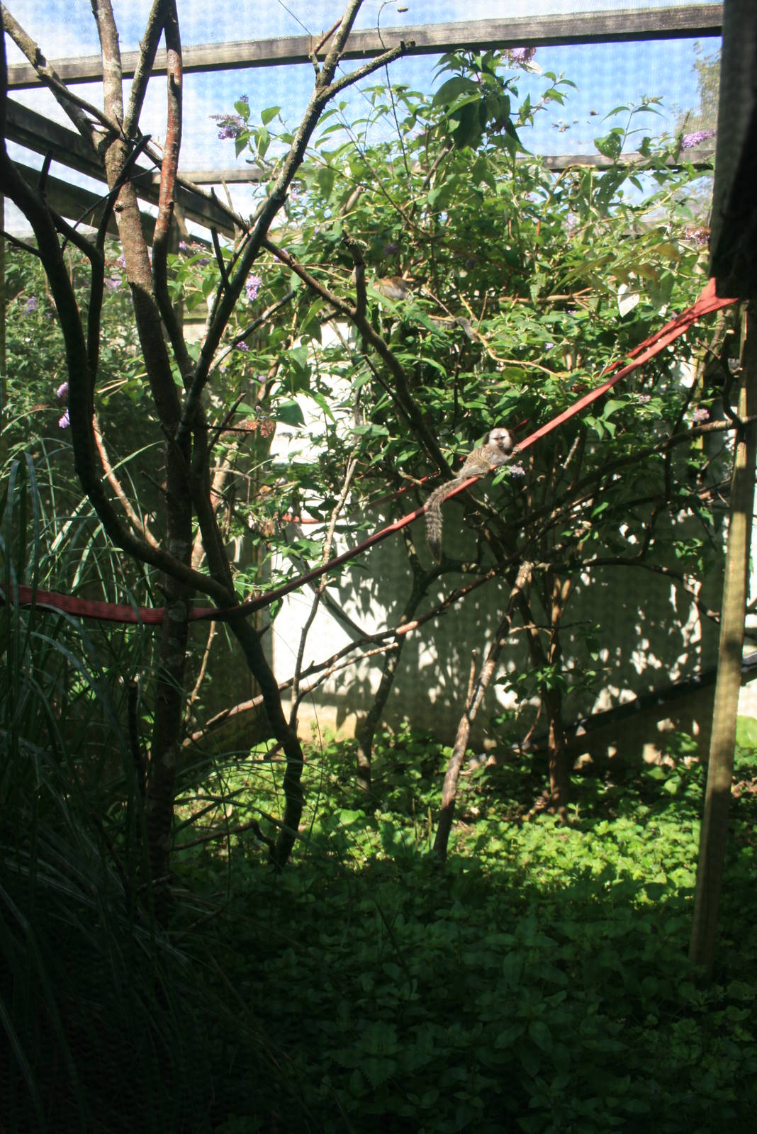 Common_Marmoset_Enclosure