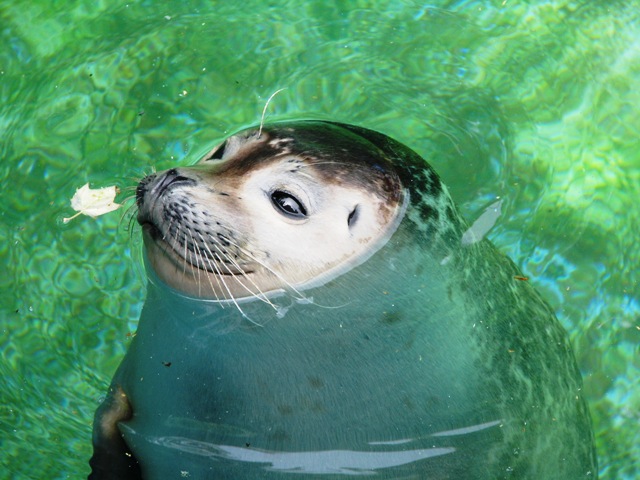 Common_seal