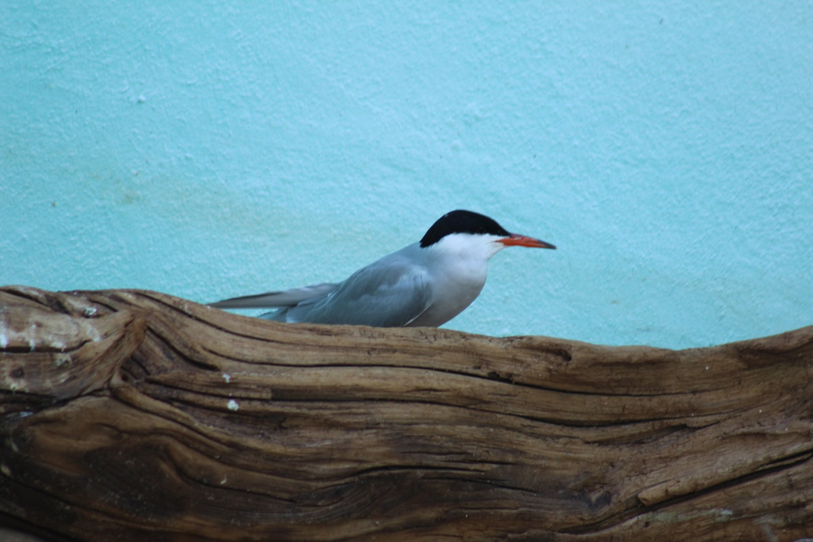 CommonXForster's Tern