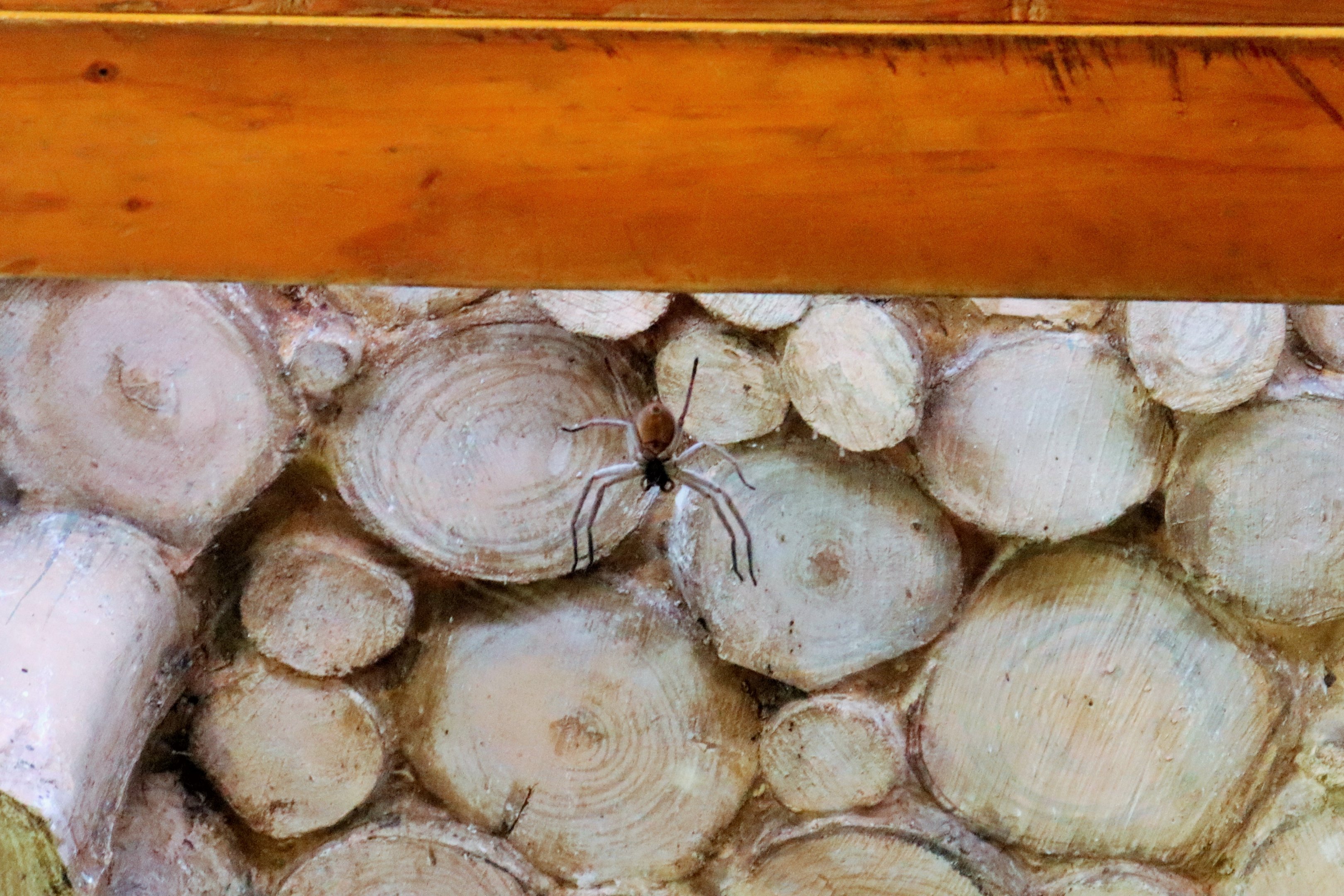 Communal Huntsman Spider (Delena cancerides)