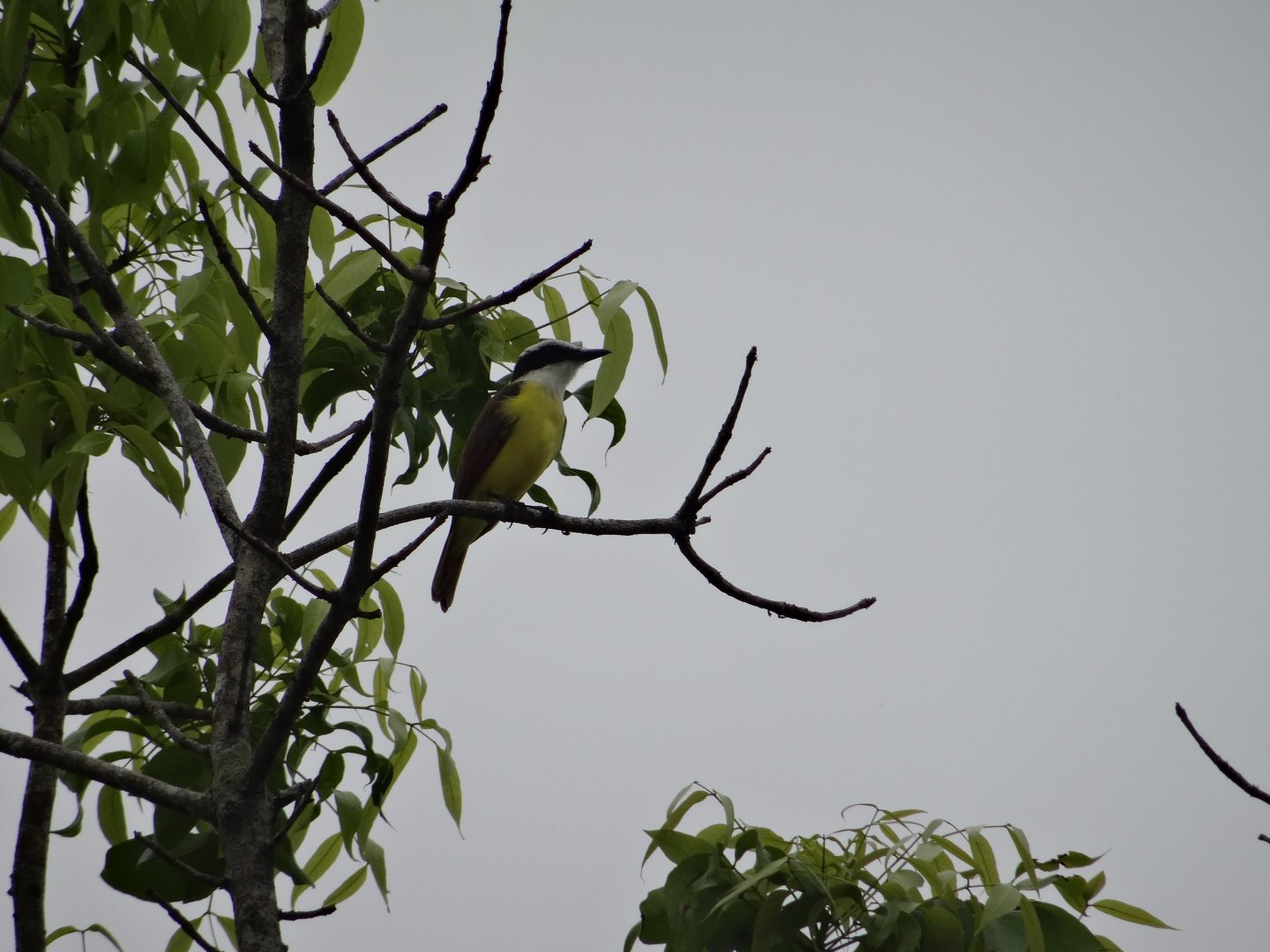Community Baboon Sanctuary- Great Kiskadee
