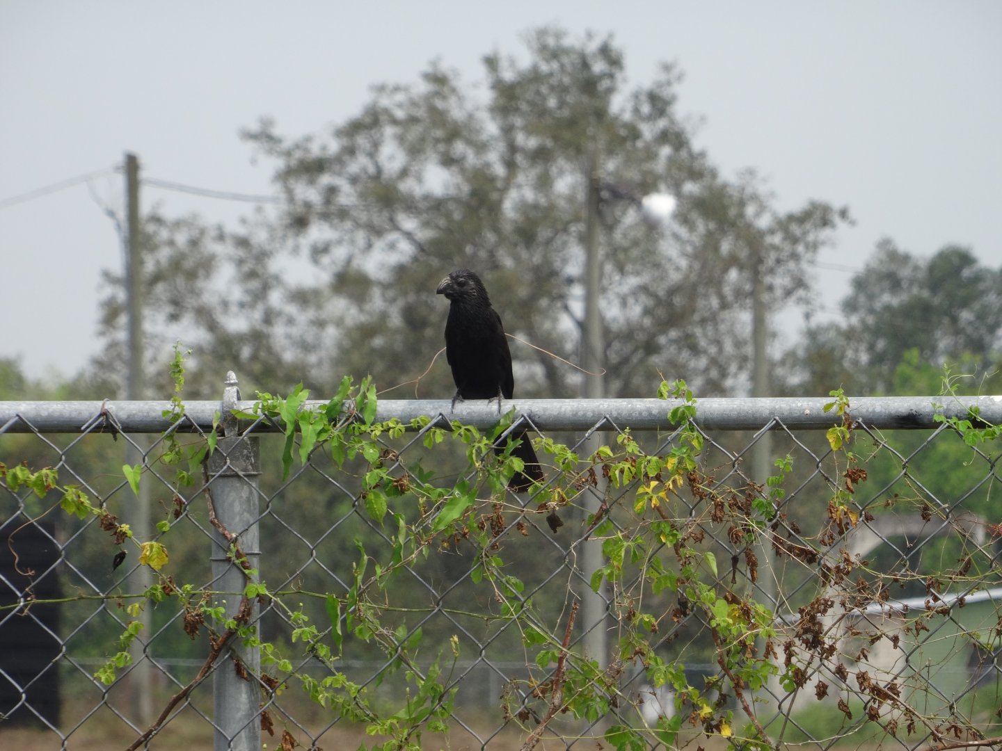Community Baboon Sanctuary- Groove-Billed Ani