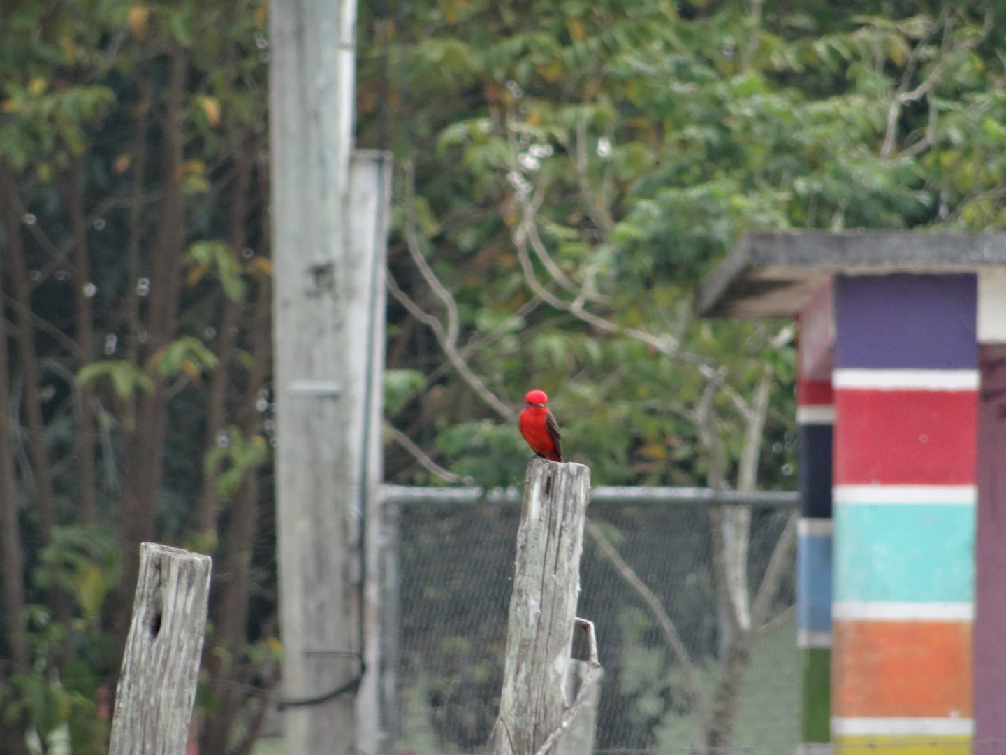 Community Baboon Sanctuary- Vermillion Flycatcher